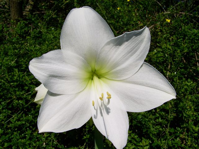 Amaryllis-flower-image.jpg