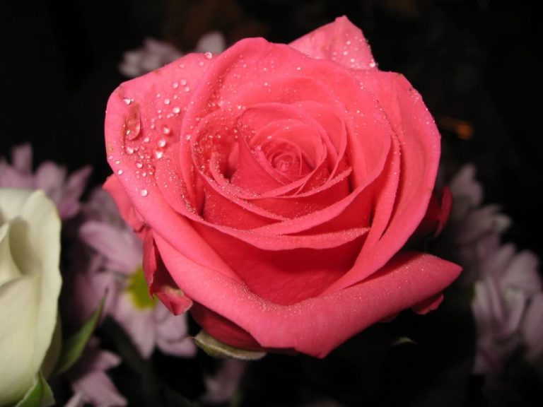 beautiful-pink-rose-768x576.jpg