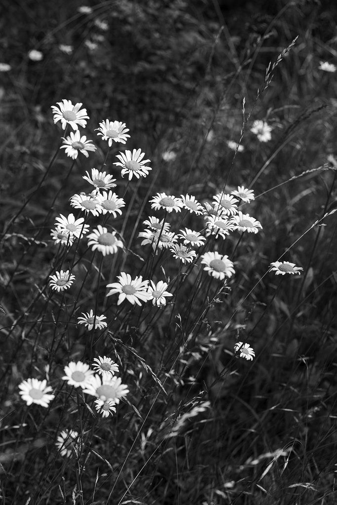 Black and White Photograph of Wild Daisies Growing in a Summer Meadow.jpg