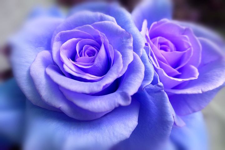 blue-rose.jpg