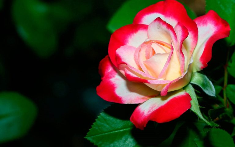 brightly_colored_roses_red_white_petals-768x480.jpg