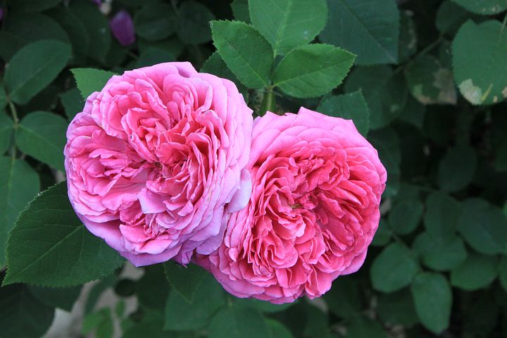 damascena-rose-pictures.jpg