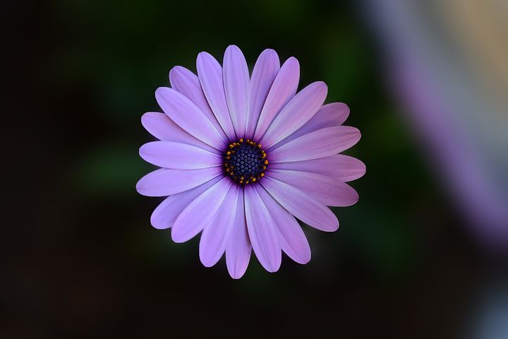 flower-background-pictures.jpg
