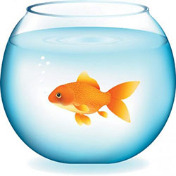 goldfish-vector.jpg