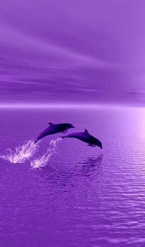 Purple Dolphins.jpg
