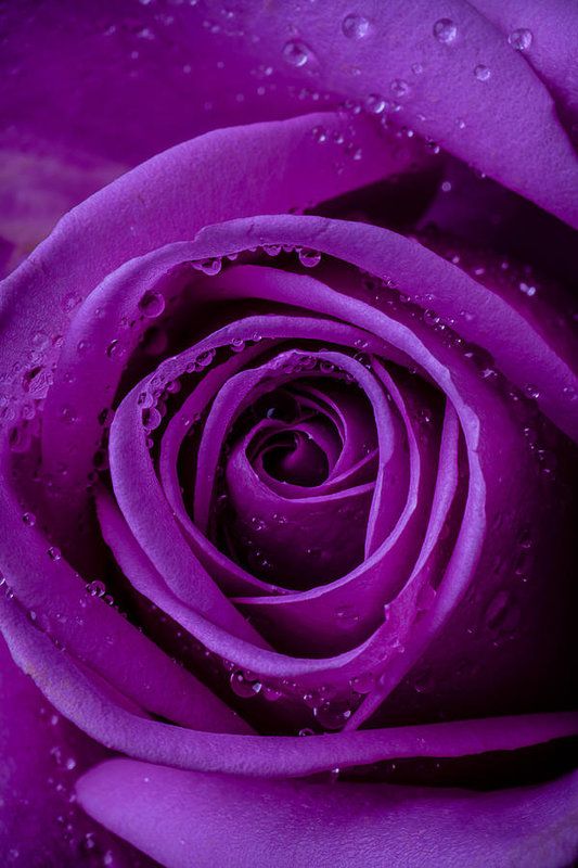 Purple Rose Close UP Art Print by Garry Gay.jpg