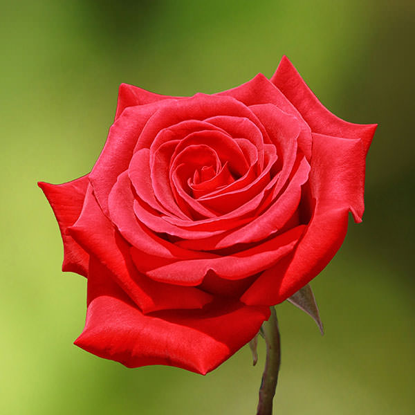 red-rose-flower-photo.jpg