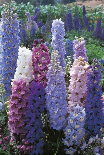 Top 10 Easy Perennial Plants to Grow From Seed.jpg