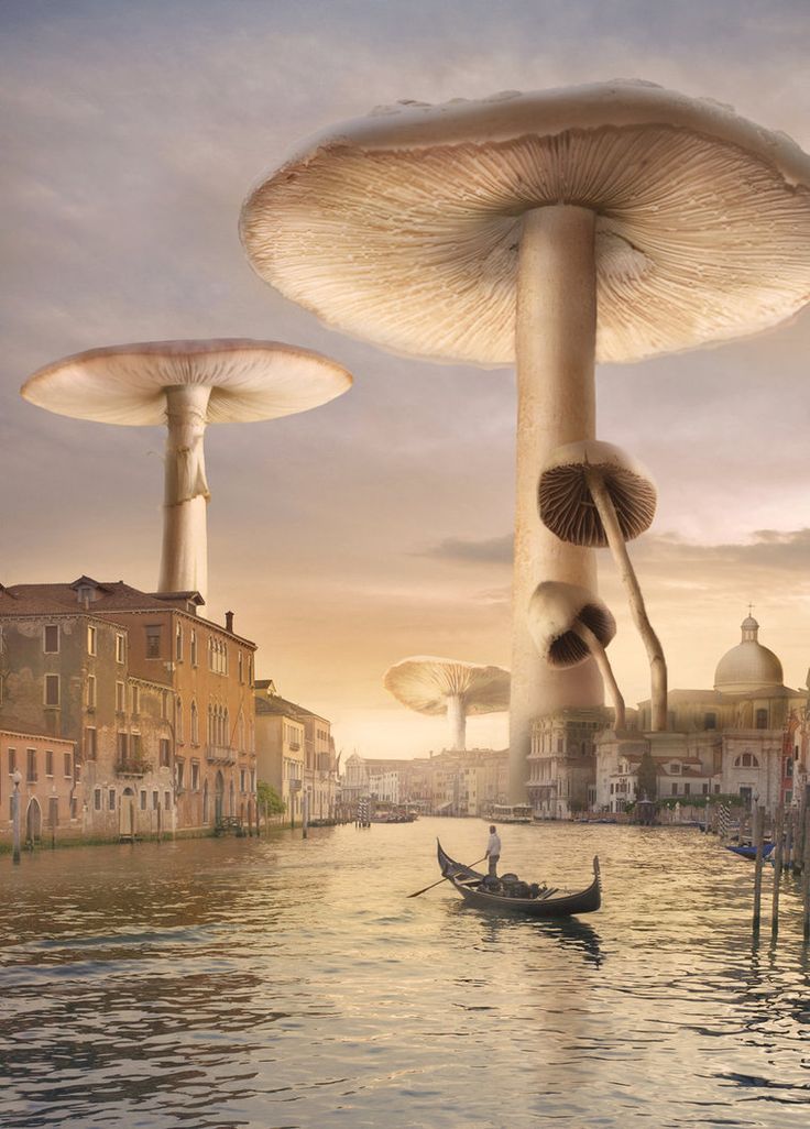 Venice Mushrooms by Shorra on DeviantArt.jpg