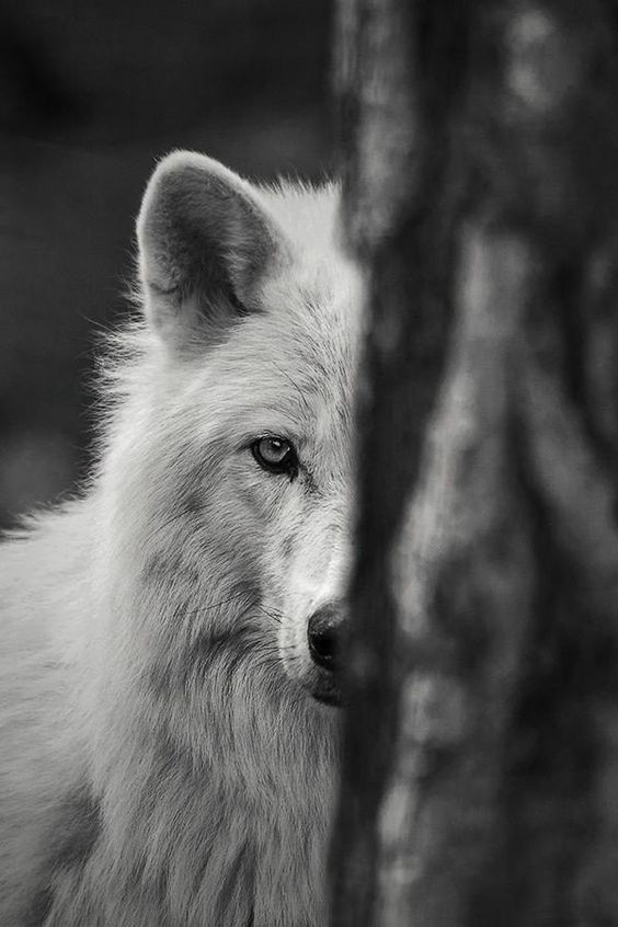 white-wolf-6.jpg