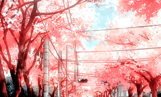 your lie in april flower _ Tumblr.gif