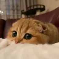 دخترک