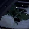 الناز زائری